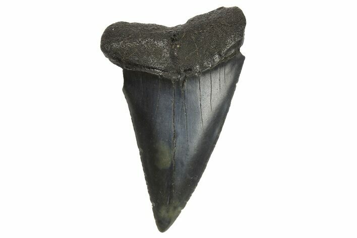 Fossil Broad-Toothed Mako Tooth - South Carolina #295768